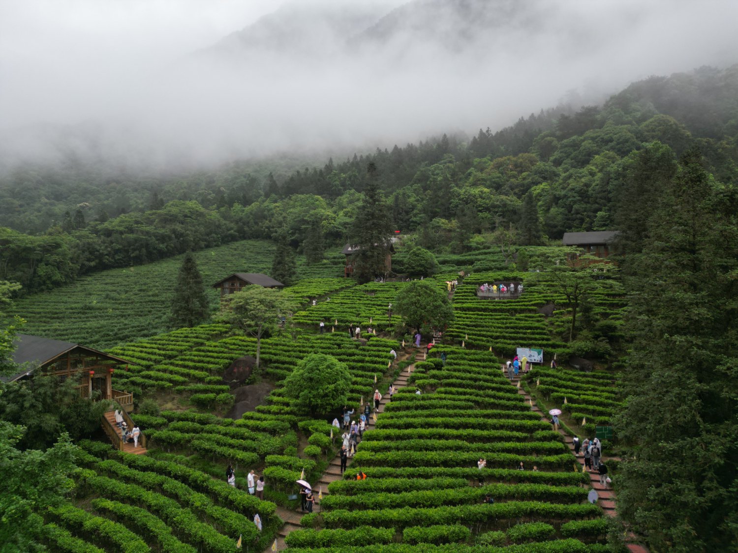 姑婆山方家茶园（莫舰 摄）
